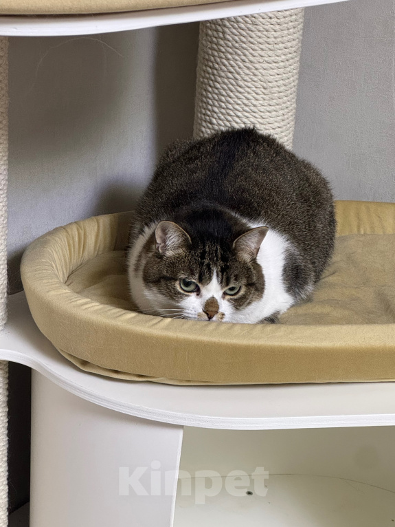 Кошки в Москве: Кошка Булка, в добрые руки Девочка, Бесплатно - фото 4