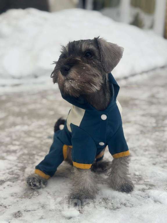 Собаки в Казани: Мальчики цвергшнауцер  Мальчик, 45 000 руб. - фото 3