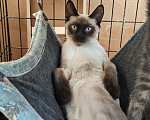 Кошки в Химках: Тайский котенок-подросток Мальчик, Бесплатно - фото 1