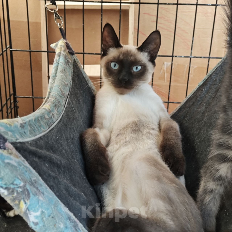 Кошки в Химках: Тайский котенок-подросток Мальчик, Бесплатно - фото 1