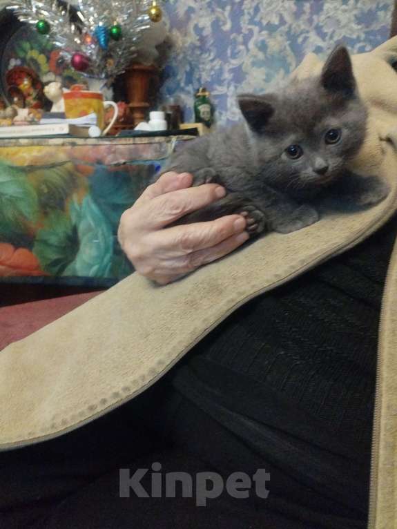 Кошки в Москве: Девочка русская голубая 1,5 месяца ест самостоятельно уже ходит отведённое место , игривая Девочка, 4 000 руб. - фото 1