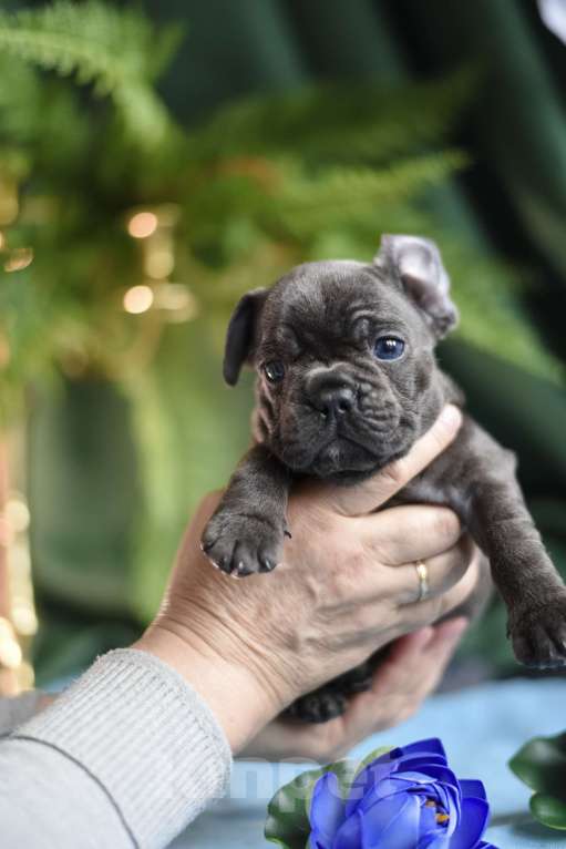 Собаки в Москве: мальчик голубой без подпала Мальчик, 65 000 руб. - фото 2