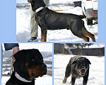 Собаки в Минусинске: Кобель ротвейлера, для вязки Мальчик, 5 000 руб. - фото 1