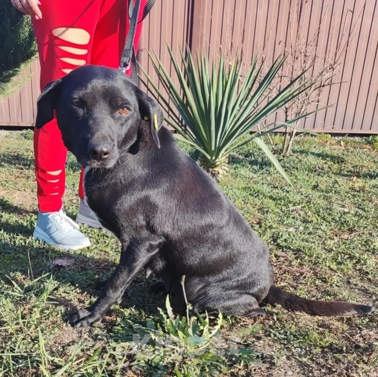 Собаки в Москве: Спасите Бусинку! Девочка, Бесплатно - фото 3