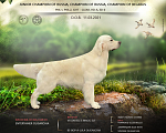 Собаки в Ставрополе: Высокопородные щенки золотистого ретривера от выставочных родителей Мальчик, Бесплатно - фото 8