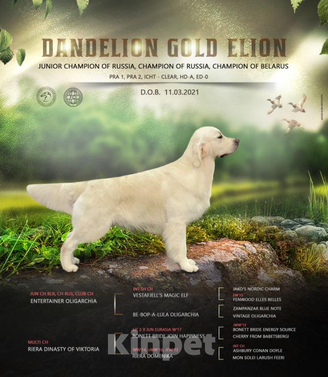 Собаки в Ставрополе: Высокопородные щенки золотистого ретривера от выставочных родителей Мальчик, Бесплатно - фото 8