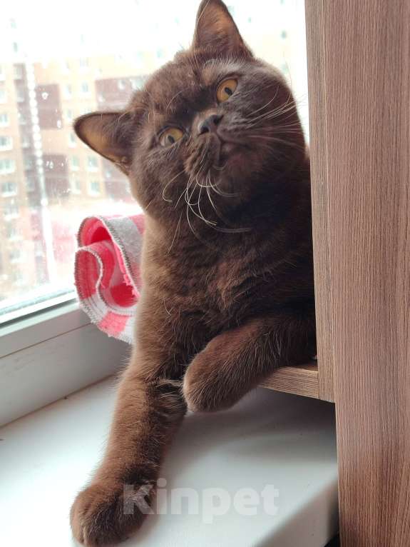 Кошки в Москве: Вязка с шоколадным красавцем Мальчик, 3 000 руб. - фото 4