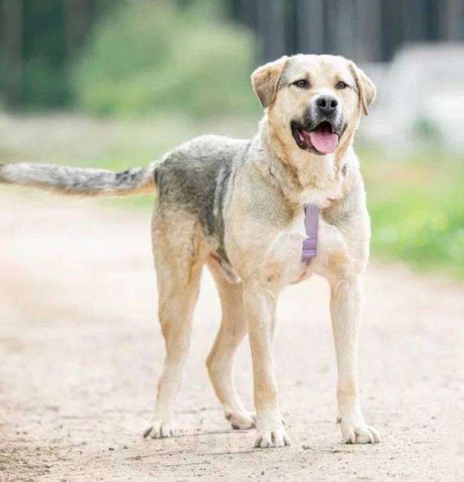 Собаки в Москве: Крендель из приюта ждет семью Мальчик, Бесплатно - фото 6