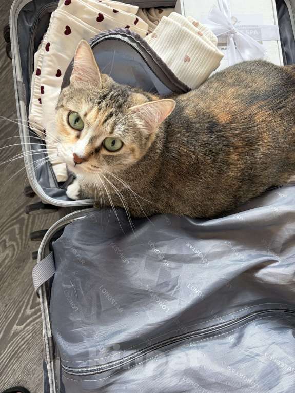 Кошки в Новосибирске: Кошечку в добрые руки Девочка, Бесплатно - фото 1