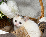 Кошки в Сосновом Бору: Котенок Бабочка Девочка, Бесплатно - фото 8