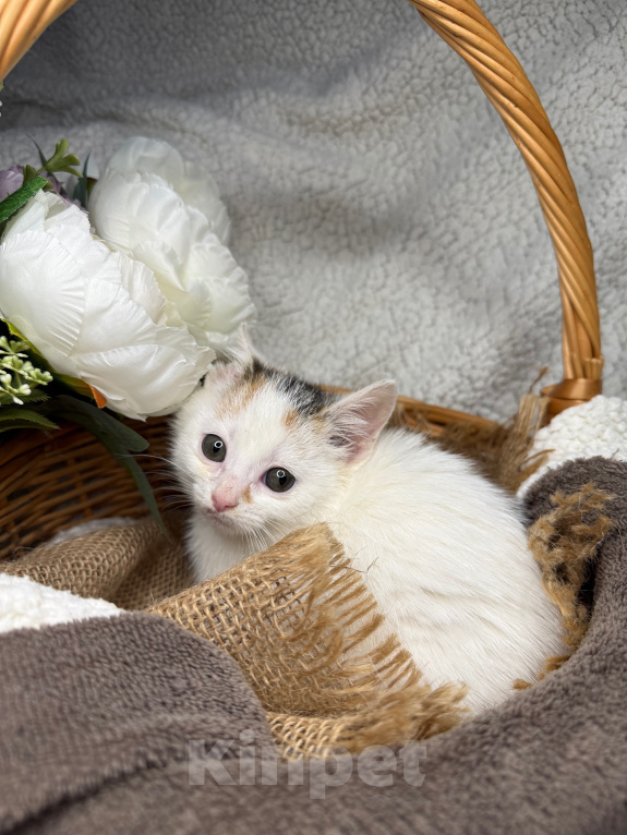 Кошки в Сосновом Бору: Котенок Бабочка Девочка, Бесплатно - фото 8