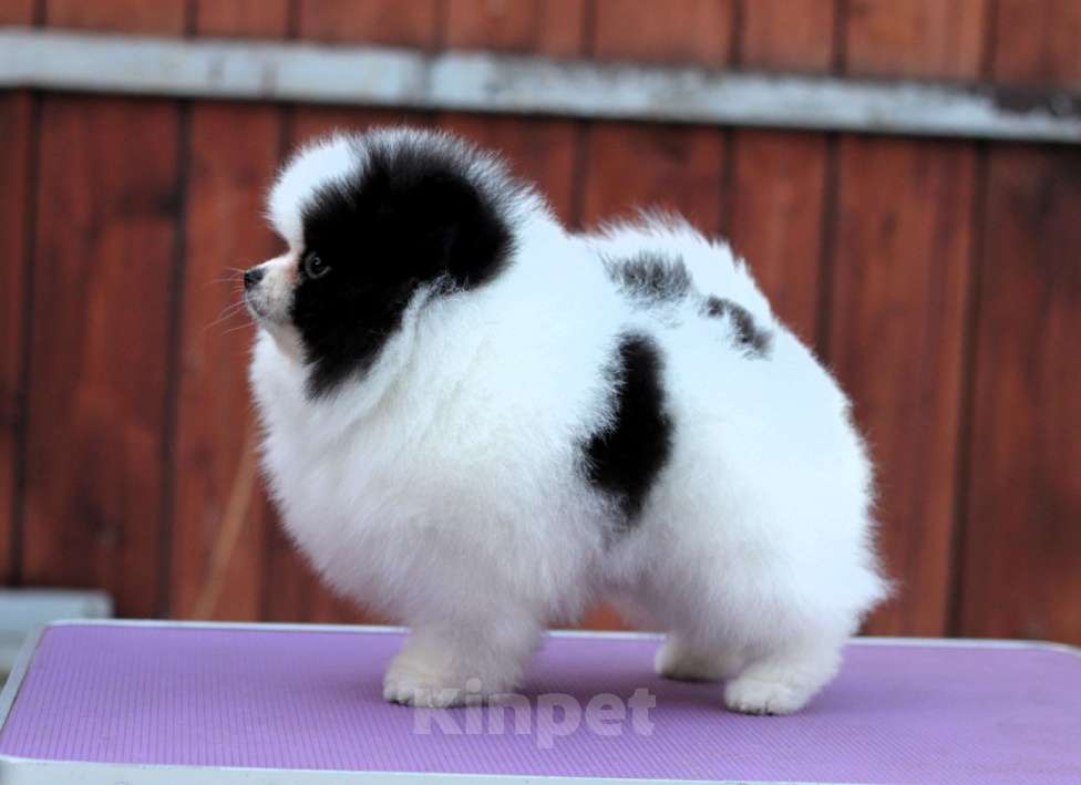 Собаки в Москве: Померанский шпиц. Очень красивый бело-черный мальчик. Мальчик, Бесплатно - фото 1