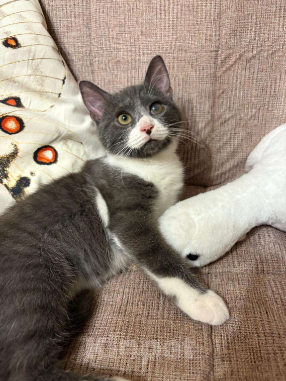 Кошки в Санкт-Петербурге: Обаятельный котенок, мальчик 4 мес. Мальчик, Бесплатно - фото 4