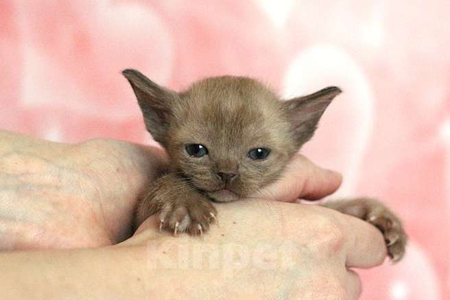 Кошки в Москве: Бурма котята разных окрасов Мальчик, 90 000 руб. - фото 4