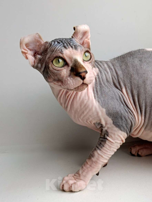 Кошки в Нефтекамске: Котенок сфинкс эльф!  Мальчик, Бесплатно - фото 4