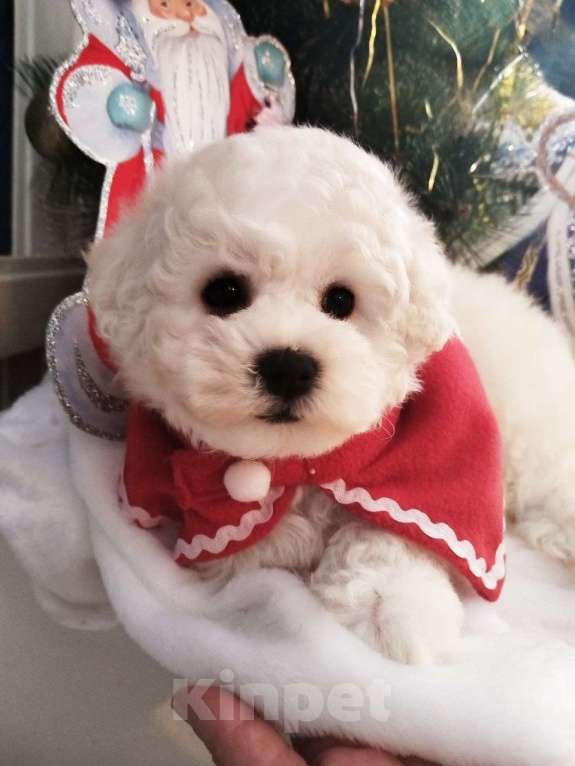 Собаки в Нижнем Новгороде: Девочка Бишон-фризе с документами. Девочка, 80 000 руб. - фото 6