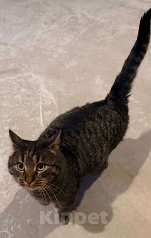 Кошки в Москве: Молодой котик в дар Мальчик, Бесплатно - фото 3