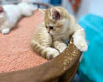 Кошки в Москве: Котик золотая шиншилла  Мальчик, 25 000 руб. - фото 6