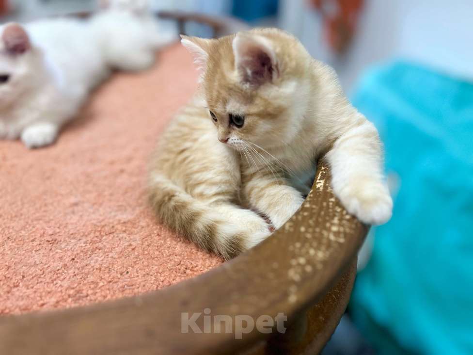 Кошки в Москве: Котик золотая шиншилла  Мальчик, 25 000 руб. - фото 6