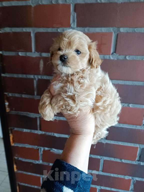 Собаки в Санкт-Петербурге: Мальтипу Мальчик, Бесплатно - фото 2