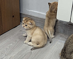 Кошки в Подольске: Шотландские и британские котята Девочка, Бесплатно - фото 2