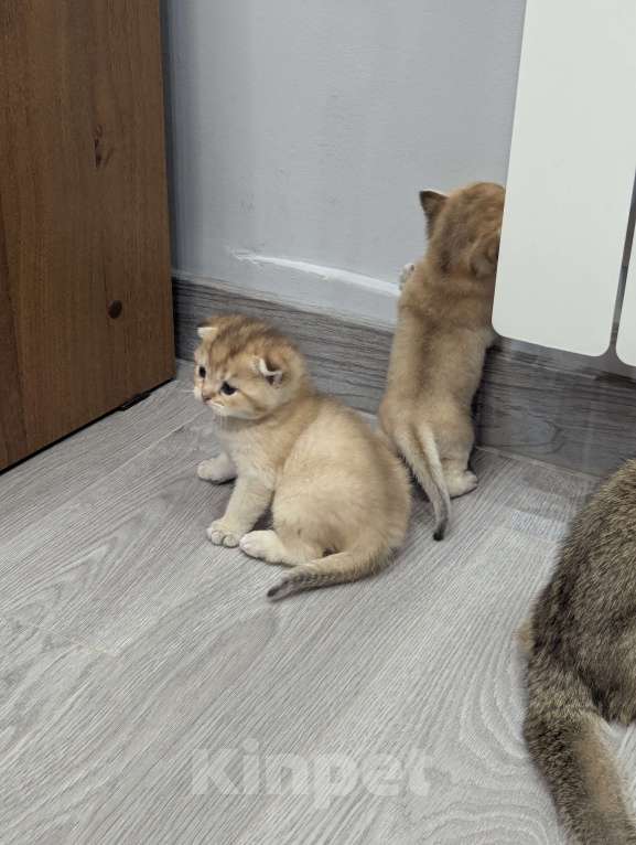 Кошки в Подольске: Шотландские и британские котята Девочка, Бесплатно - фото 2