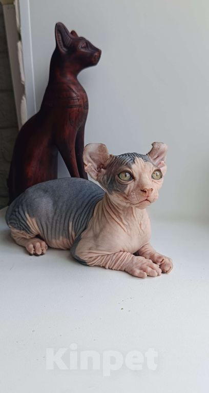 Кошки в Нефтекамске: Шикарные эльфы Мальчик, 38 000 руб. - фото 4