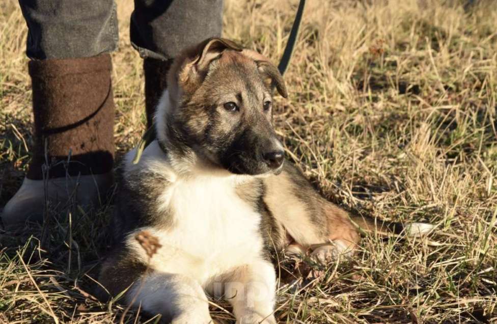 Собаки в Москве: Малышка ищет любящий дом😊 Девочка, Бесплатно - фото 5