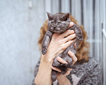 Кошки в Москве: Котята-метисы Британки в добрые руки Девочка, Бесплатно - фото 5