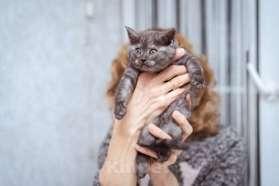 Кошки в Москве: Котята-метисы Британки в добрые руки Девочка, Бесплатно - фото 5