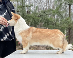 Собаки в Дубне: Девочки Вельш -корги пемброк 6 месяцев .  Девочка, 50 000 руб. - фото 5