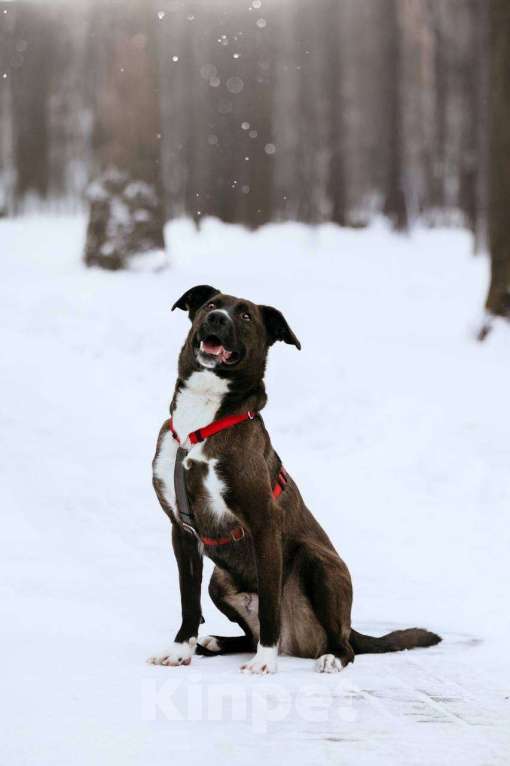 Собаки в Москве: Бадди в поиске семьи  Мальчик, Бесплатно - фото 1