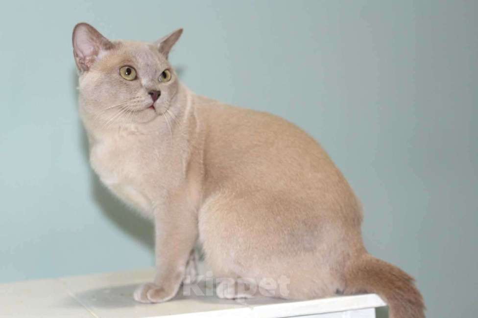 Кошки в Москве: Бурма - лиловый котик Мальчик, 25 000 руб. - фото 4