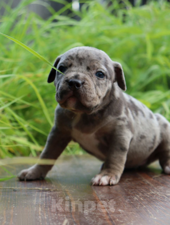 Собаки в Екатеринбурге: Американский булли в типе XL Девочка, 130 000 руб. - фото 1