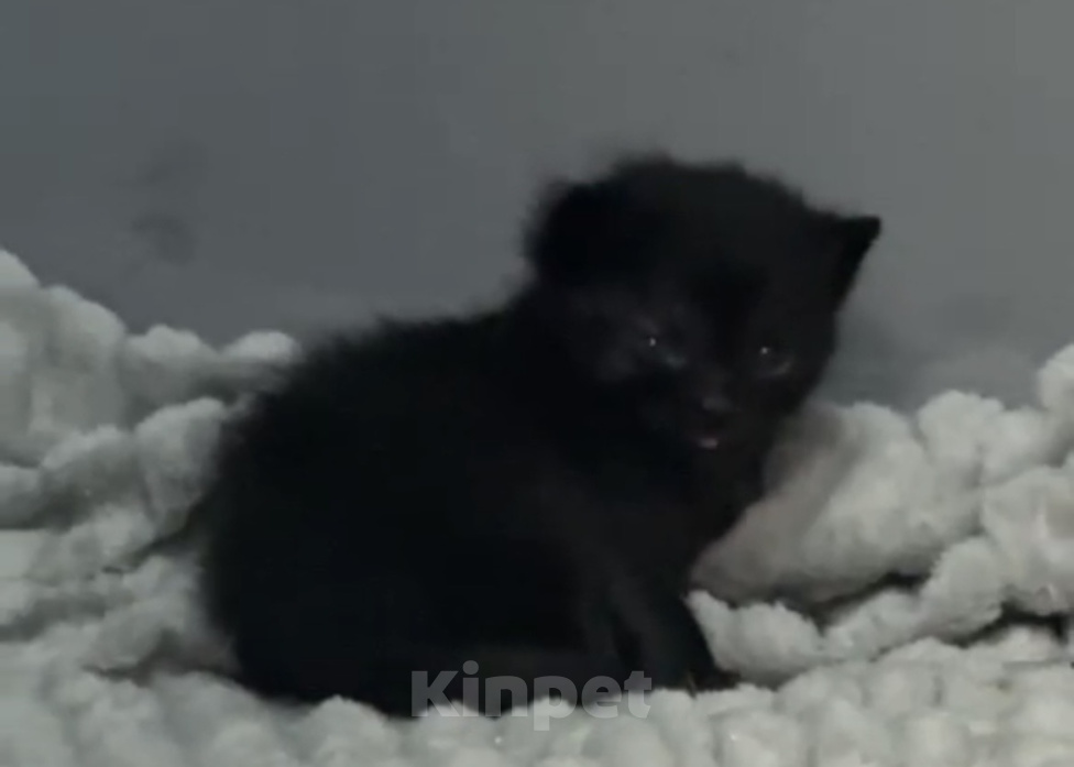 Кошки в Батайске: Котята в добрые руки Мальчик, Бесплатно - фото 6