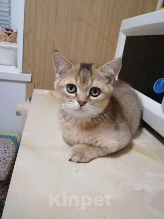 Кошки в Челябинске: Британская шиншилла золото Мальчик, 25 000 руб. - фото 2