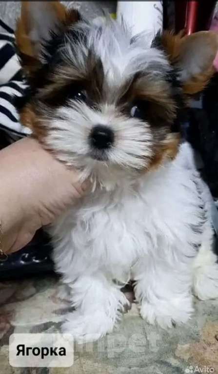 Собаки в Северске: Элитный щенок породы бивер терьер Мальчик, 45 000 руб. - фото 2