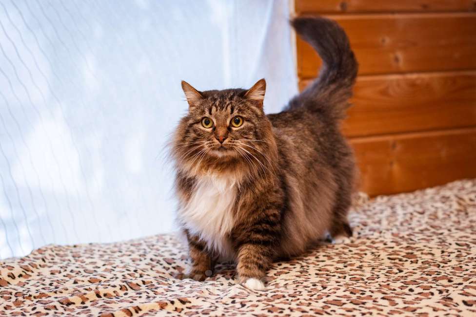 Кошки в Москве: Кот в добрые руки! Мальчик, Бесплатно - фото 5