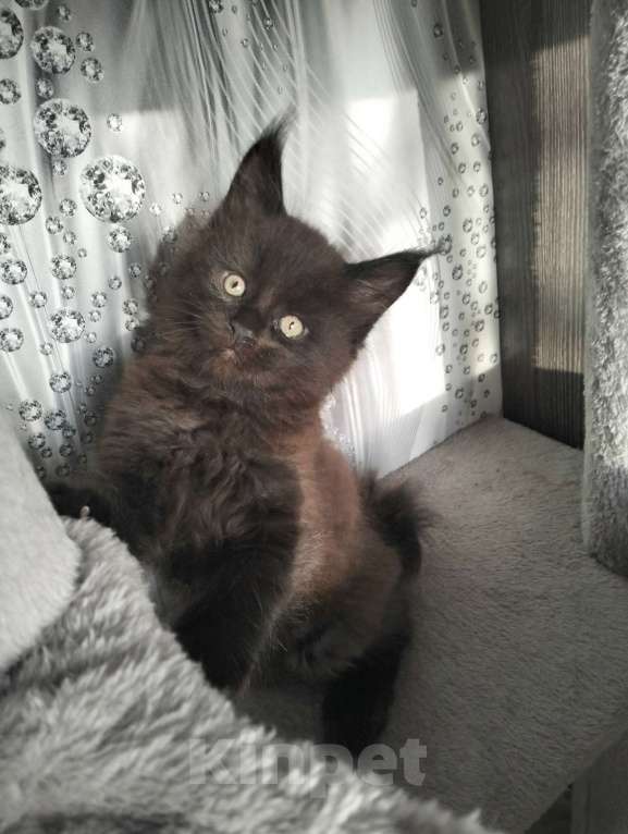 Кошки в других городах Красноярского края: Мейн-кун котята из питомника Мальчик, 35 000 руб. - фото 1