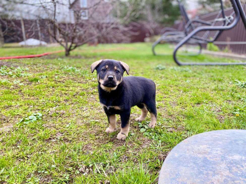 Собаки в Москве: Щенки девочки в добрые руки Девочка, Бесплатно - фото 7
