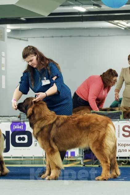Собаки в других городах Московской области: Ария Прайд Елизар Мальчик, 150 000 руб. - фото 6
