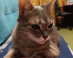 Кошки в Москве: Кошечка Сима Девочка, Бесплатно - фото 3