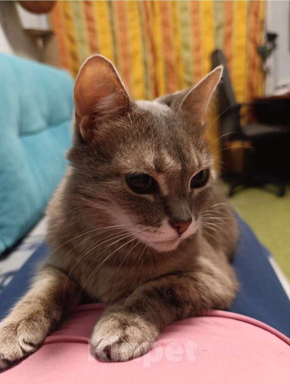 Кошки в Москве: Кошечка Сима Девочка, Бесплатно - фото 3