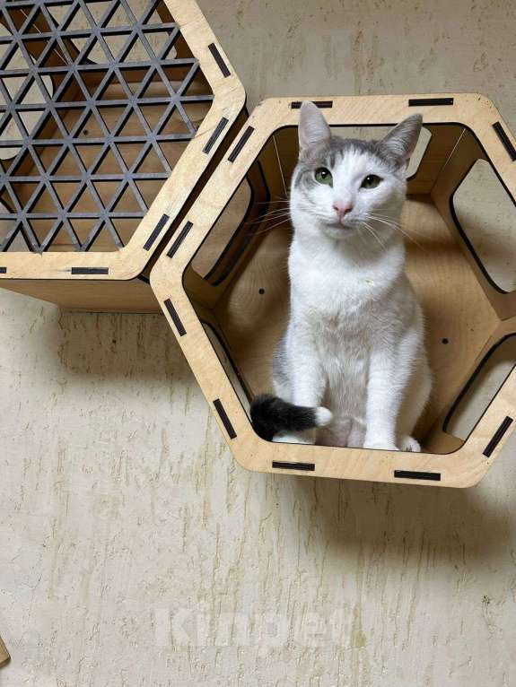 Кошки в Голицыно: 💚 Ищем любящих и заботливых хозяев для котика 💚 Мальчик, Бесплатно - фото 5