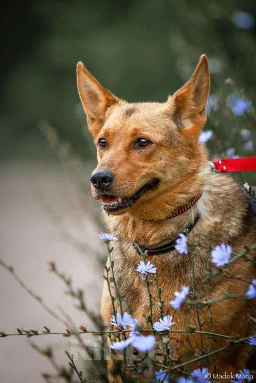 Собаки в Москве: Рекс Мальчик, Бесплатно - фото 2