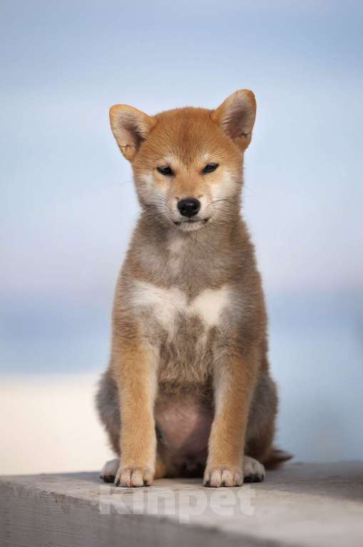 Собаки в Москве: Щенок сиба девочка рыжего окраса  Девочка, 60 000 руб. - фото 2