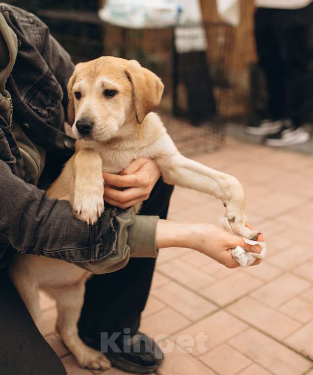 Собаки в Москве: Щенок анатолийской овчарки Этна в добрые руки Девочка, Бесплатно - фото 1