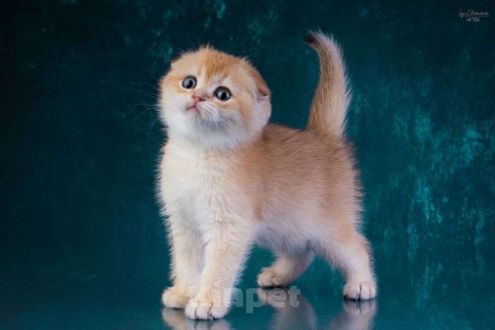 Кошки в Петрозаводске: Шотландская висоухая золотая шиншилла  Девочка, 60 000 руб. - фото 2