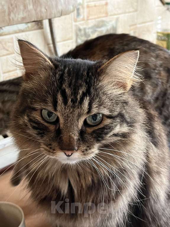 Кошки в Воскресенске: Потерялся кот по кличке Кекс Мальчик, Бесплатно - фото 5