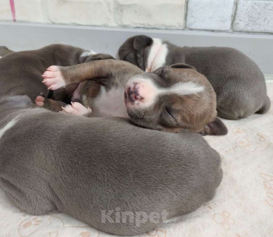 Собаки в Санкт-Петербурге: Щенки стаффордширского терьера Разнополые, 90 000 руб. - фото 9